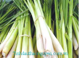 tinh dầu sả chanh